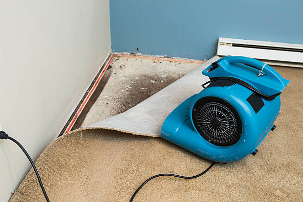 Best Water damage cleanup near me  in Gaylord, MI